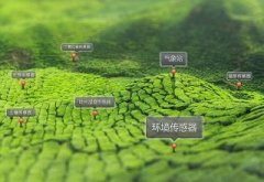 安溪铁观音茶园引进了云飞农业物联网解决方案